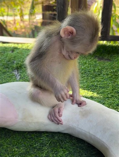 #monkey #viral #animals #tiktok #foryou