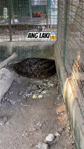 RETICULATED PYTHON #python #snake #animals