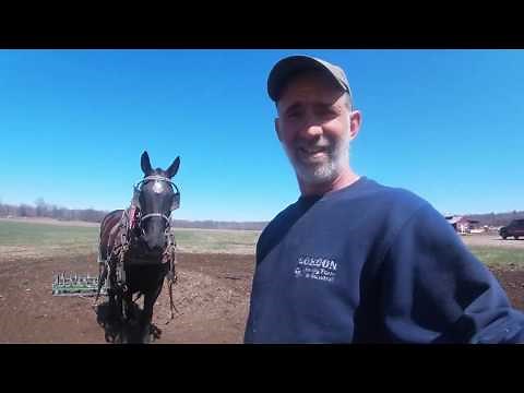 Harnessing And Harrowing With a Single Horse In The Garden