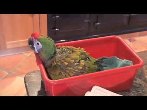 Buckle, A Baby Shamrock Macaw Learns To Fly Free