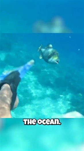 This Fish Has Teeth That Look Exactly Like Yours!