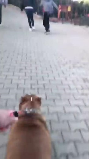 PİTBULLA KÜÇÜK BİR ŞAKA… 🤡 🤪