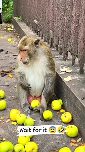 10K views · 112 reactions | Crazy monkey  #monkey #viralmonkey #Monkeyreels #funnymonkey | Crazy Monkeys Videos | Facebook