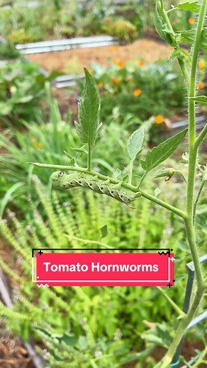 Dealing with Tomato Hornworms in the Garden