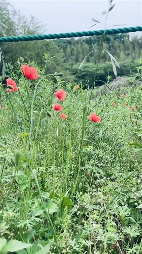 目に優しい🇯🇵💎#japan #nature#日本#リラックス