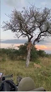 Leopard Fights off Lion in Tree. Watch full video on our Channel!🔥