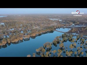 The guardian of the desert: Populus euphratica| CCTV English