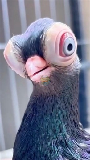 THIS PIGEON LOOKS LIKE AN ALIEN 😳🐦#shorts #facts #telugu #viral