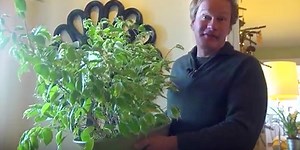 He Shows Us How To Care For Our Ficus Tree We're Bringing Inside For The Winter...
