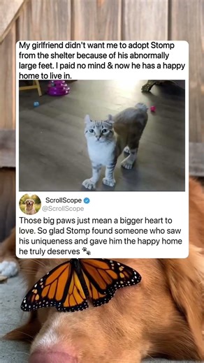 Those big paws just mean extra love 🐾 #catlover #wholesomepost #rescuepet