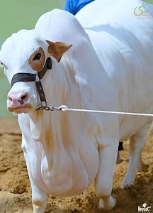 56 reactions | Call - +92 300 2425552 , +92 313 2186541 The beauty of my farm Gulabi ho to phir aesi ho  CINDRELLA  Siddiqui Cattle Farm ❤️ Now open for palai for season 2026-2027. | Karachi Cow Mandi Services | Facebook