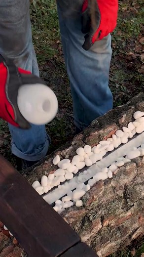 241K views · 256 reactions | Campfire In a Log?! | Panda Curioso | Facebook