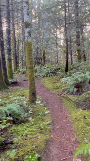 Pure Rainforest Rain | Natural ASMR for Deep Calm #asmr #asmrrain #rainforest #naturesounds #fyp