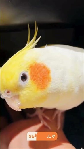 Such an adorable, obedient, and affectionate cockatiel! 😃😃 #parrot #cute #cockatiel #shorts #funny