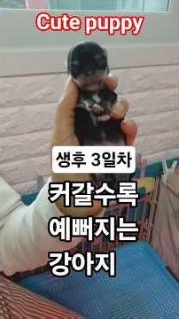 치와와 성장기 (0~6세) ❤️ #치와와 #chihuahua