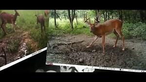 Covert Scouting Cameras TV Spot, 'We've Got You'