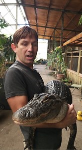Gatorade the Friendly alligator! Colorado Gator Farm #alligators #gators #reptiles | Wild Charles