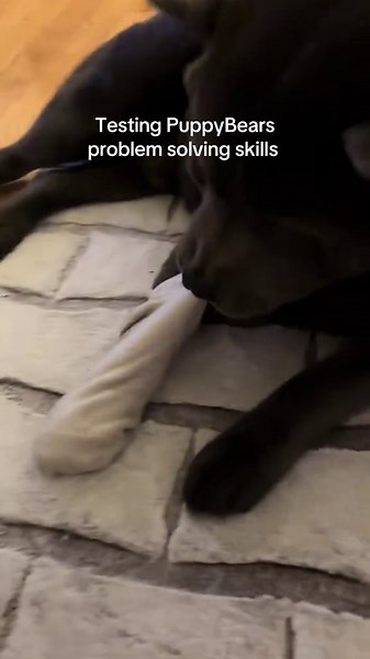 Braxton faces a fun challenge every dog will love