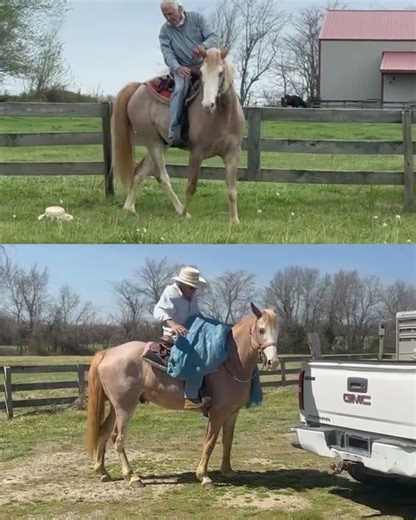 Red Roan Sabino Missouri Foxtrotter Gelding For Sale | Consigned on Thehorsebay.com