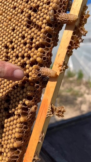 535K views · 1.6K reactions | Removing a queen bee cell!  #california #bees #beekeeper #beekeeping #savethebees #insects #animals | California Bee Company | Facebook