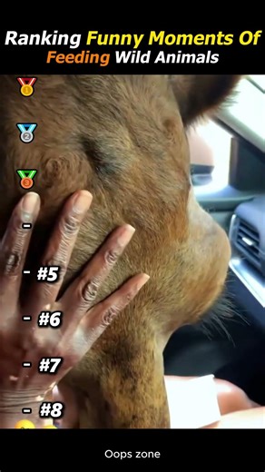I Ranked The Funniest Moments Of People Feeding Wild Animals! 🍌🦊💀