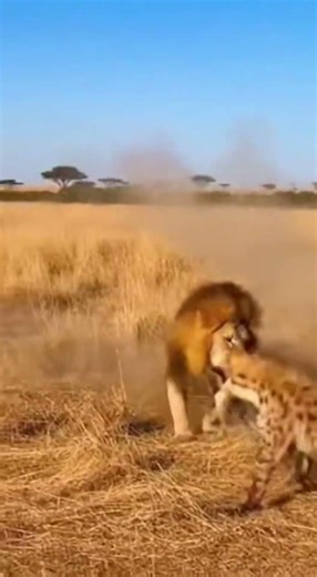 Horse Kicks Hyena Into Lion - What Happens Next Is Crazy 🦁 #viral #shorts