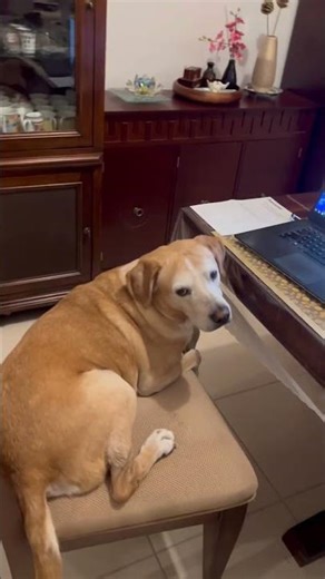 Takes Over the Computer! Acting like working on computer 🐶🤣