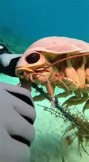 Giant Isopod Rescue at Sea