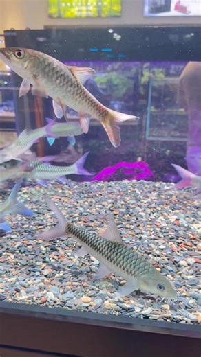 1.2K views · 17 reactions | Guangzhou Fish Market , November 2025 , China  #CIPS2025 #projetoaquabrasil #brazil #hekdiscus #China #guangzhou #parotfish #goldenfish #koifish | Hudson Crizanto Gonçalves | Facebook