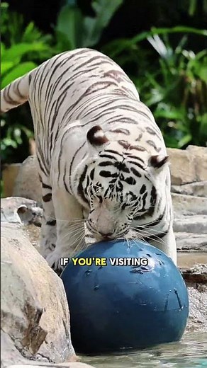 There’s nothing quite like seeing a tiger up close 🐅