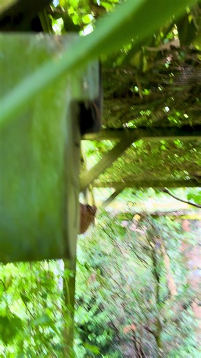 Exploring the Namaqua Dove Nest in the Aviary
