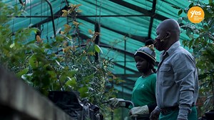 YES and Nedbank continues to change lives. One of the most pressing issues facing young people today is the challenge of getting a job without work experience. Nedbank, together with YES, is helping to tackle this by creating thousands of work experiences for South African youth, creating a positive ripple effect across families and communities. Thank you to Nedbank for your commitment to SA's youth and helping create a future that works for all. #SayYES. Be part of the solution: https://bit.ly/