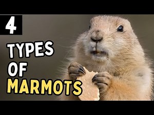 4 Kinds of Marmots You Should Know