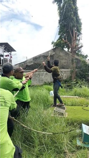 crazy Woodworking projects The process of felling tall trees #shortvideo #treecutting #chainsaw