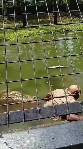 More crocodile attack incident videos at Adventure Park, PortMoresby, PapuaNewGuinea 🇵🇬🐊. Sadly the crocodile handler & keeper passed on after attack and the crocodile shot to death. #CrocodileAttack #AdventurePark #PNG #followersreelsfypシ゚viralシfypシ゚viralシ #viral
