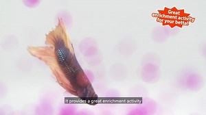 Aqueon PURE Betta Beads Pink, 8.8 Ounces - Walmart.com