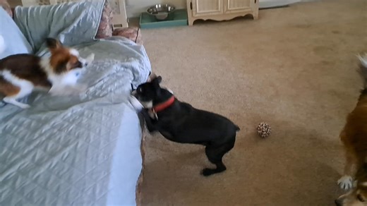 Roxy and Pocket Playing | Family Dog Vaycay Pet Sitting