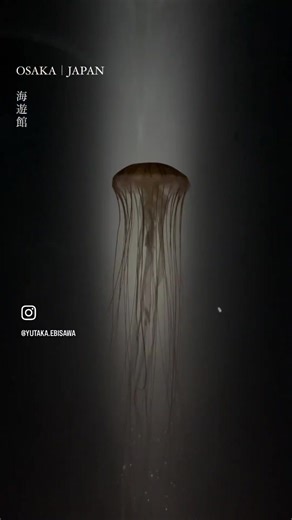 日曜日は「夜の海遊館」へ 朝にチケットを買って、 日中はあべのハルカスと、 今年の個展会場である アートホテル大阪ベイタワーに行ってきました！ 夏が楽しみです😊 #海遊館 #夜の海遊館 #水族館 #大阪 #大阪港 #天保山