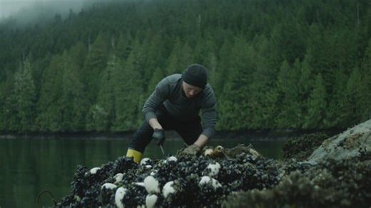 Seals drowned by fishing nets in Fraser River (Warning: graphic content)