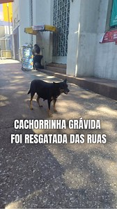 24K views · 2.3K reactions | Cachorrinha grávida que morava nas ruas...