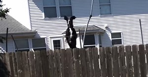 Walkers Feel As If They’re Being Watched, Look Toward The Sound Of A Trampoline