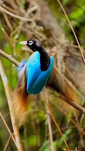 Stunning Bird of Paradise Dance | Rare Wildlife Moment