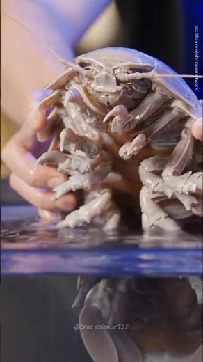 Giant Isopod The Deep-Sea Tank #giantisopod
