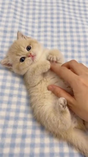 Most Cute Pet Cats 😻 Kittens Moments #shorts #ytshorts #cat #kitten #kitty #pets #usa #petlover #uk
