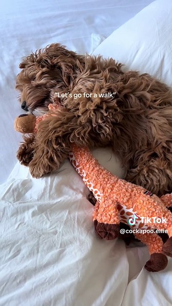 Lazy Day Adventures with a Cockapoo