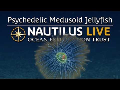 Psychedelic Medusoid Jellyfish in the Deep Sea | Nautilus Live