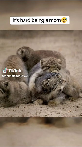 Mother of Baby Manuls: A Wild Adventure