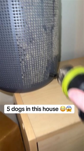 Satisfying Cleaning with Dogs in the House