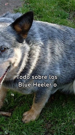Todo sobre el Blue Heeler: Cuidados y Características