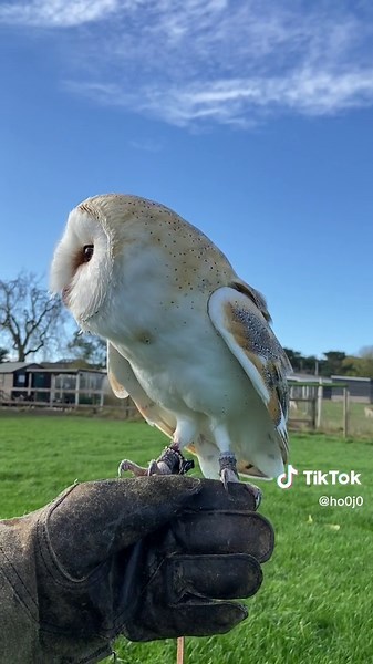 Barn Owl Landing in Perfect Conditions